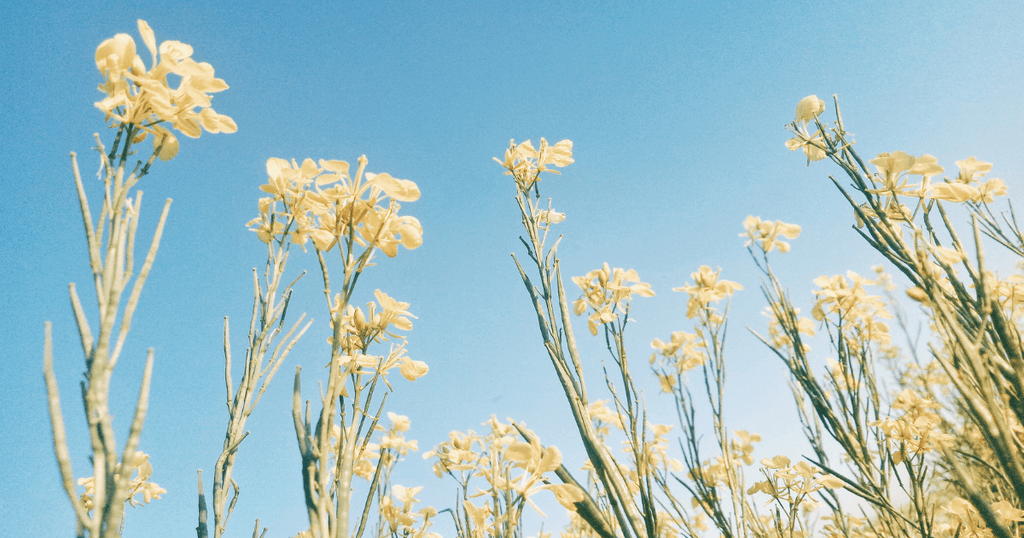 Wildflower Themed Baby Shower Ideas